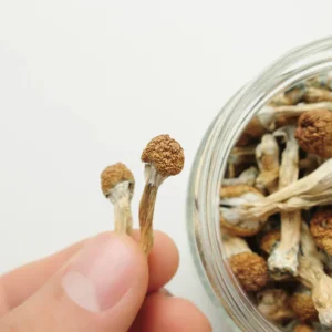 How Do I Store Psilocybin Mushrooms Safely in the Netherlands?