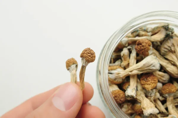 How Do I Store Psilocybin Mushrooms Safely in the Netherlands?