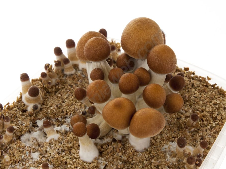 What Are the Risks of Taking Psilocybin Mushrooms in the Netherlands?